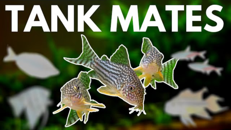 Top 7 tankmates for your Corydoras