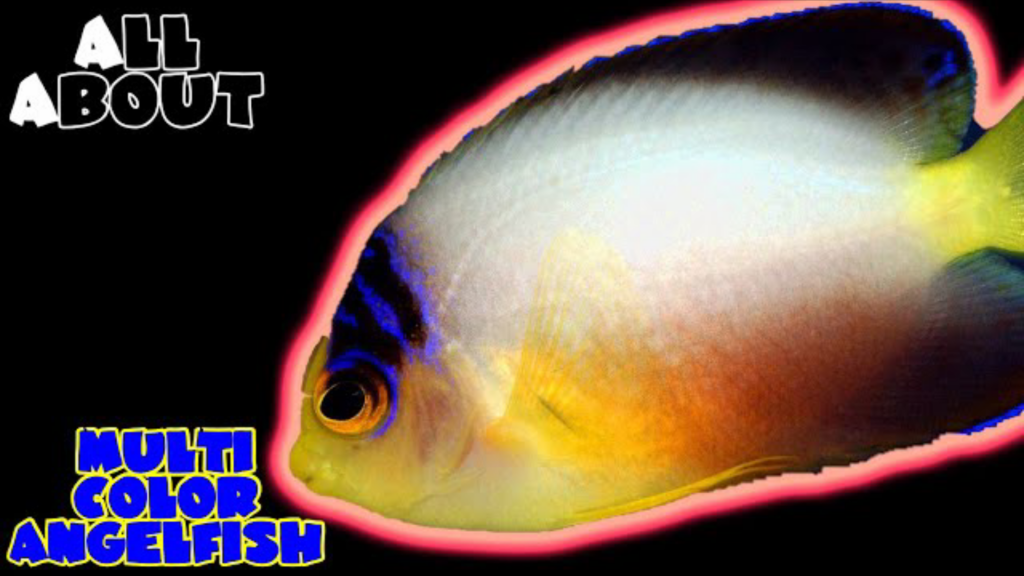 Multi Color Angelfish: all you need to know