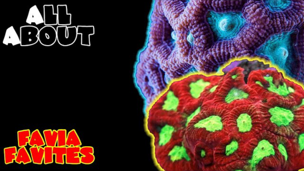 Favia Coral/ Favites Coral: all you need to know