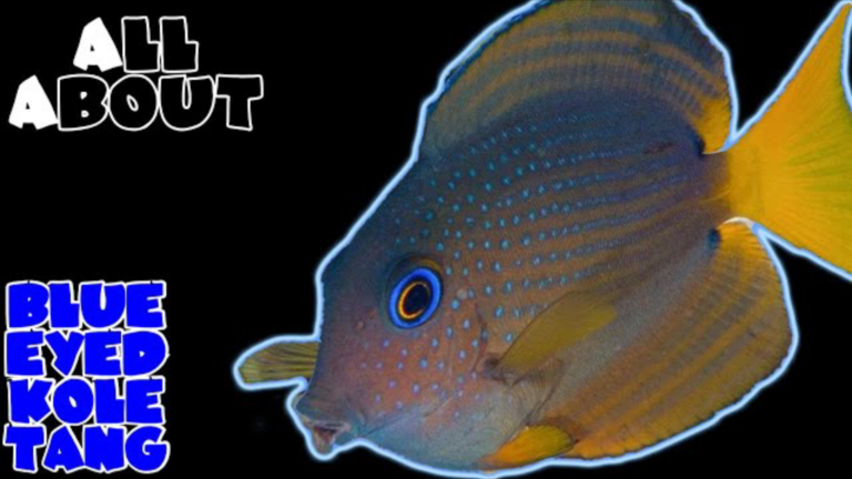 Two Spot Bristletooth Tang: Complete care guide