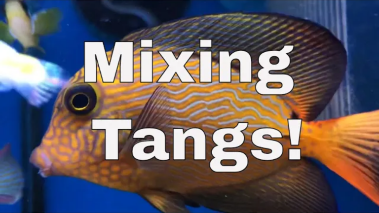 The best guide to mixing multiple Tangs in your marine aquarium