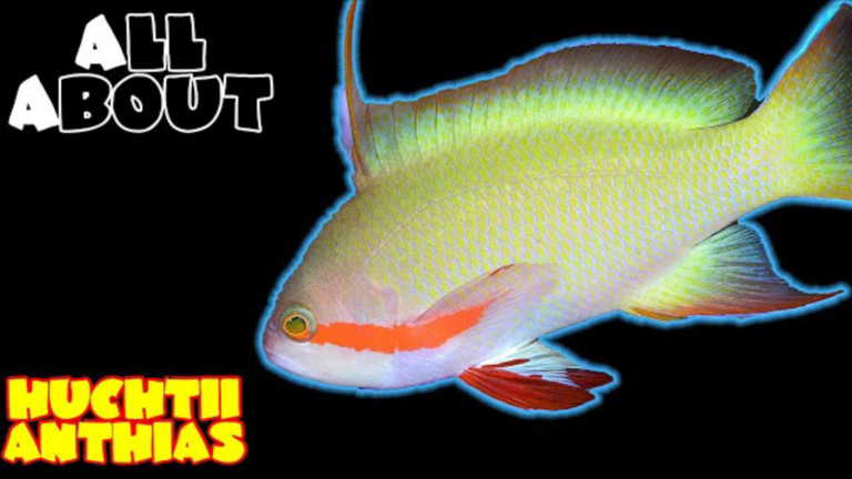 Threadfin Anthias/ Hutchtii Anthias: complete care guide