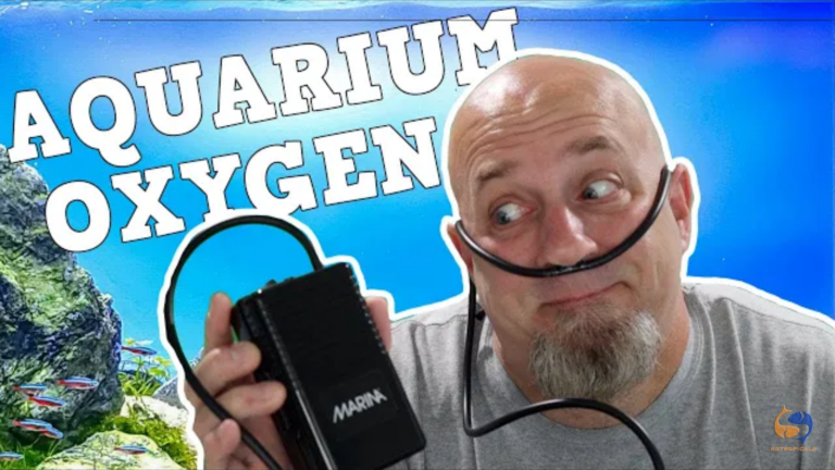 Do you need an air-pump? Do air-pump pumps oxygen?