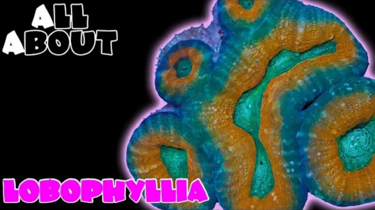 Lobophyllia coral: complete care guide