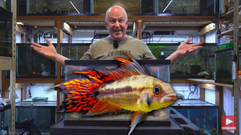 Apistogramma Cichlids: breeding tank setup