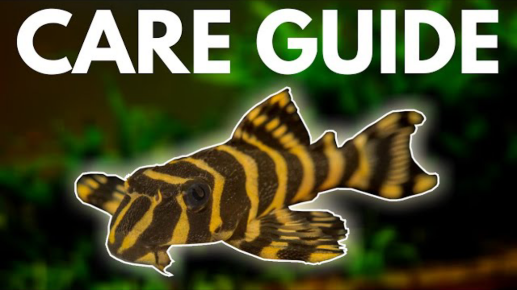 Leopard Frog Pleco (L134): Complete Care Guide