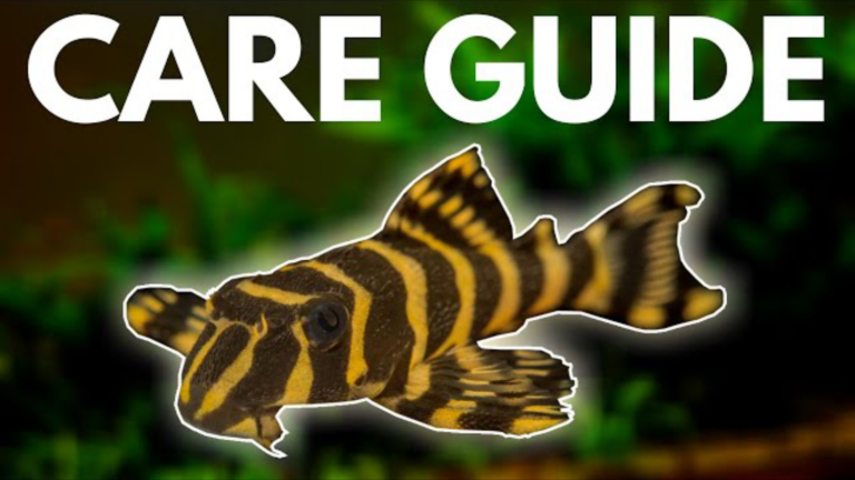 Leopard Frog Pleco (L134): Complete Care Guide