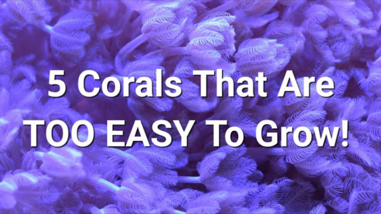 Top 5 fastest growing soft corals!