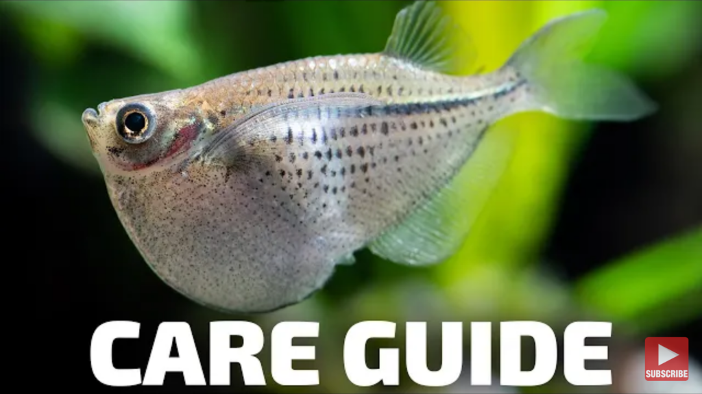 Hatchetfish: complete care guide