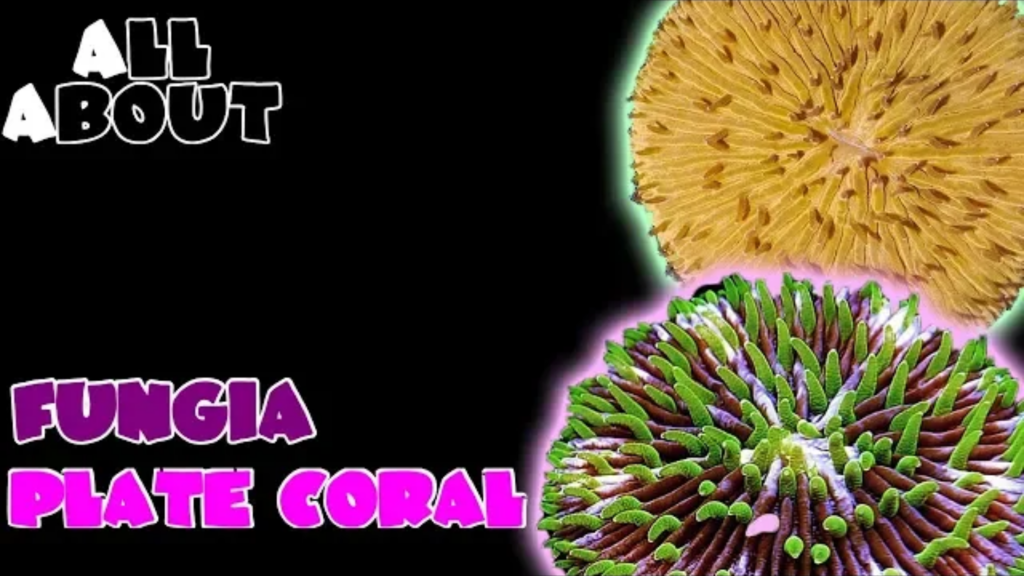 the Fungia /Plate coral/the Long Tentacle Plates: complete care guide