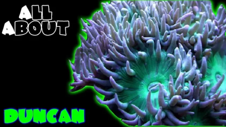 Duncan corals: complete care guide