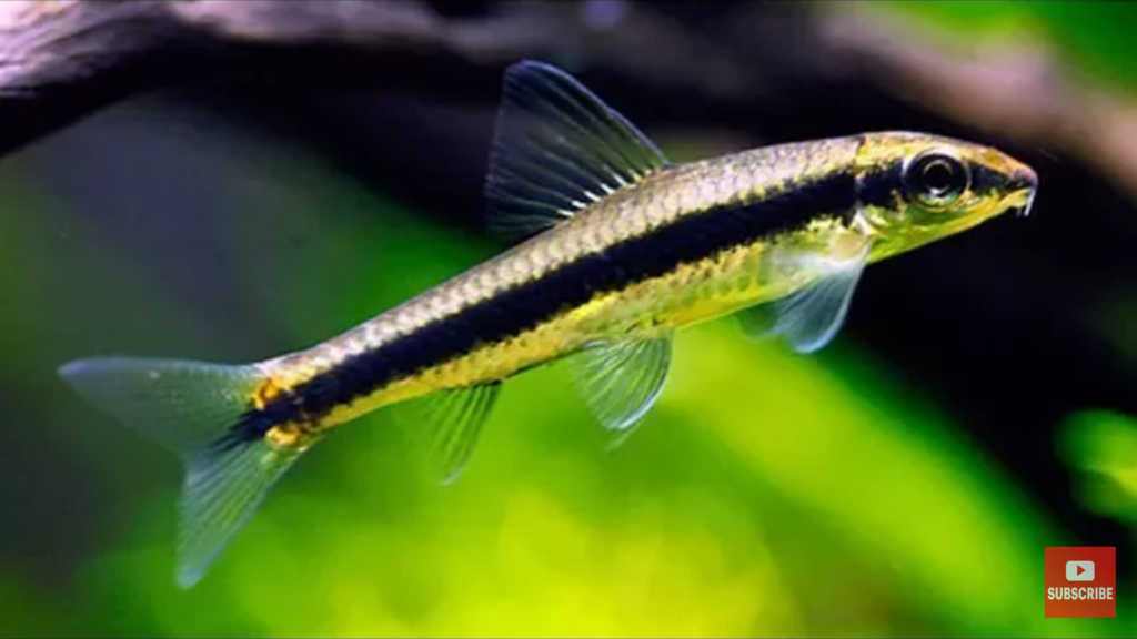 Siamese Algae Eater: care guide