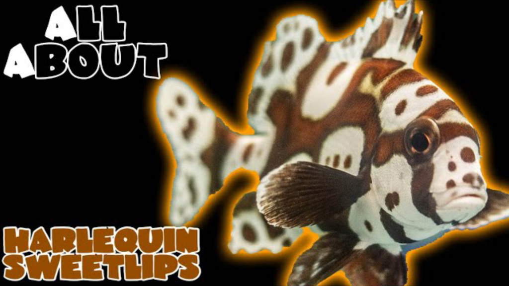 Harlequin Sweetlips/ Spotted lips/ Clown Sweetlip: all you need to know