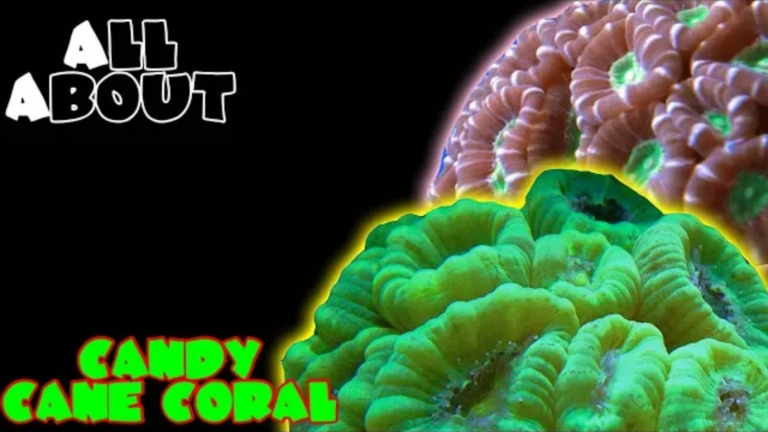 The Candy Cane Coral/ Trumpet Coral: All you need to know