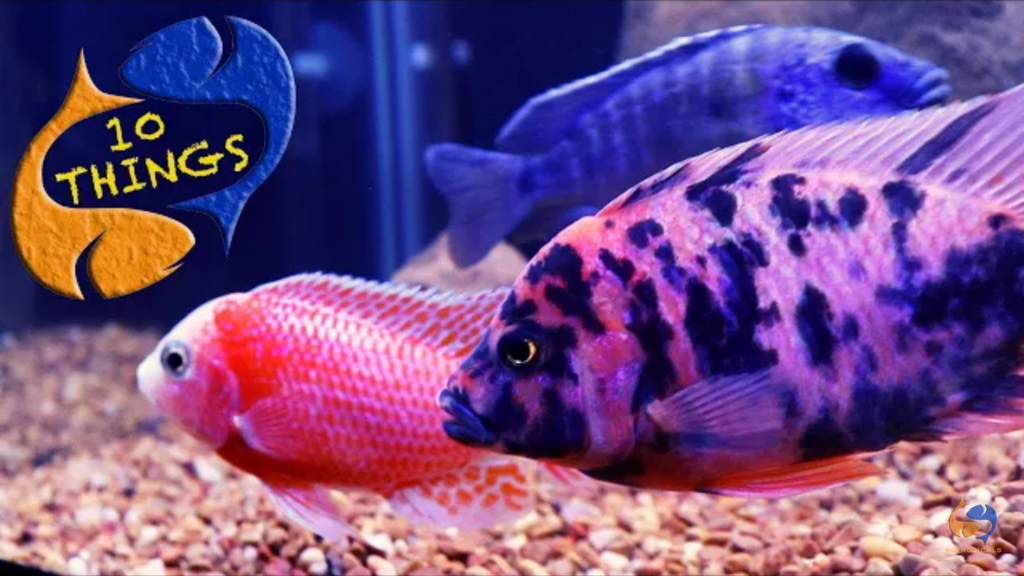 African Cichlids from lake Malawi: a complete care guide