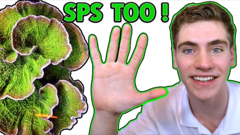Top 5 beginner friendly coral for reef tank