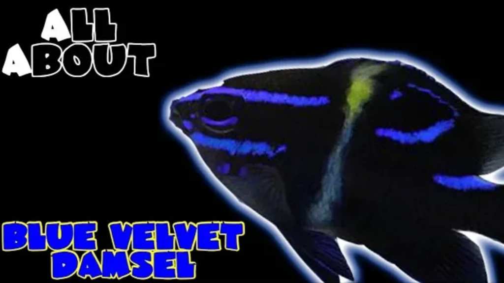 Blue Velvet Damselfish/Japanese Damselfish: complete care guide