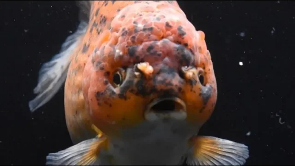 Goldfish: 10 mistakes that you might be doing