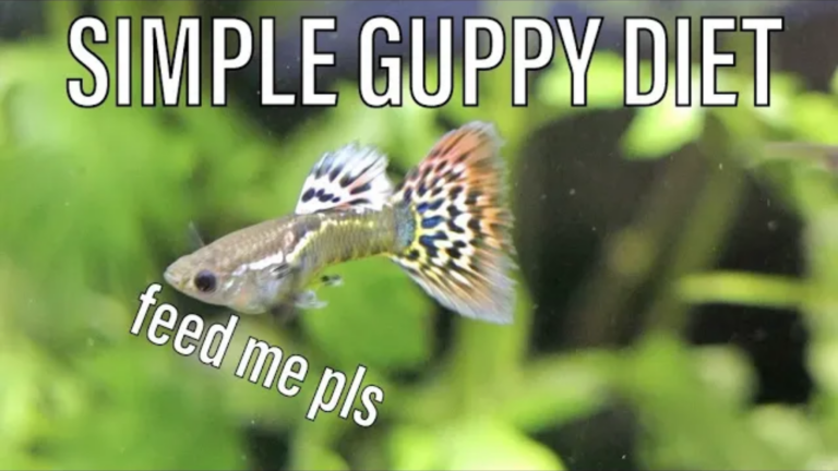 The Ultimate Guppy Diet Guide