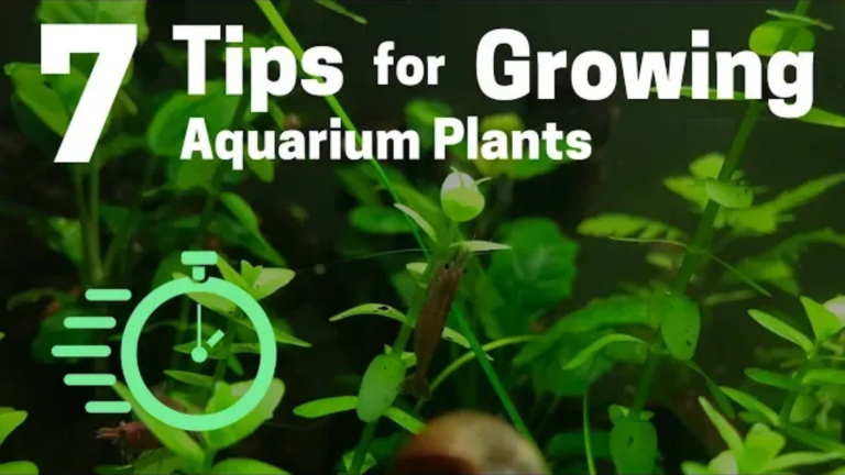 7 pro tip to speed up plants growth in your aquarium