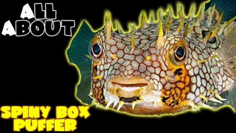 Spiny Box Puffer Fish/ Web Puffer: a complete care guide