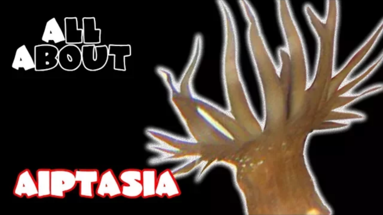 Aiptasia: the guide of getting rid of Aiptasia