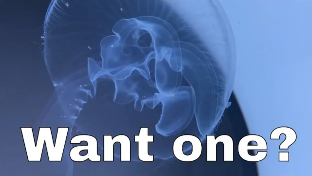 Jellyfish: do you think you can keep one?