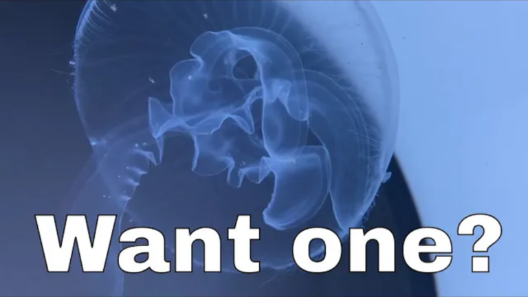 Jellyfish: do you think you can keep one?