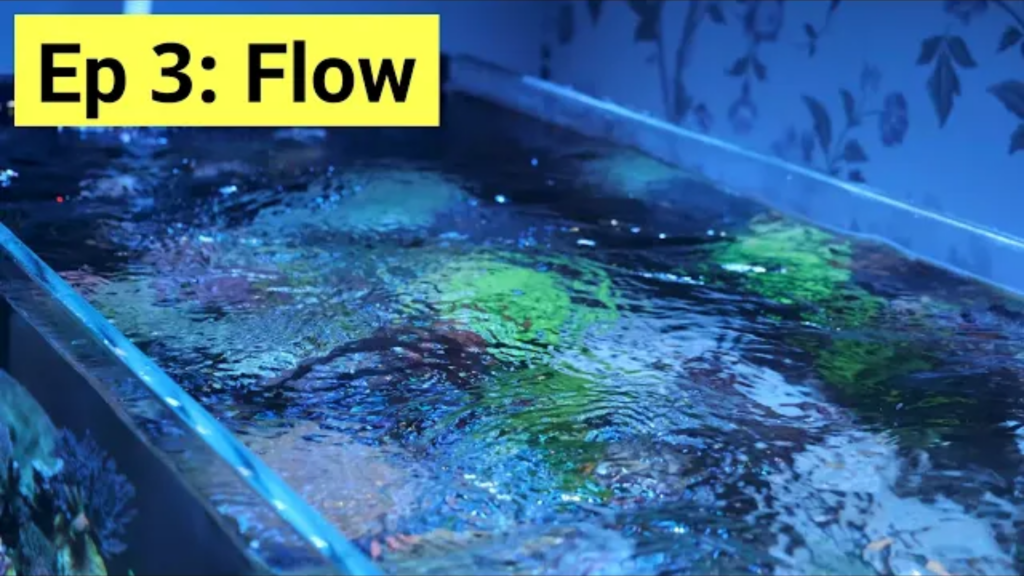 Flow in your aquarium: a guide for beginners