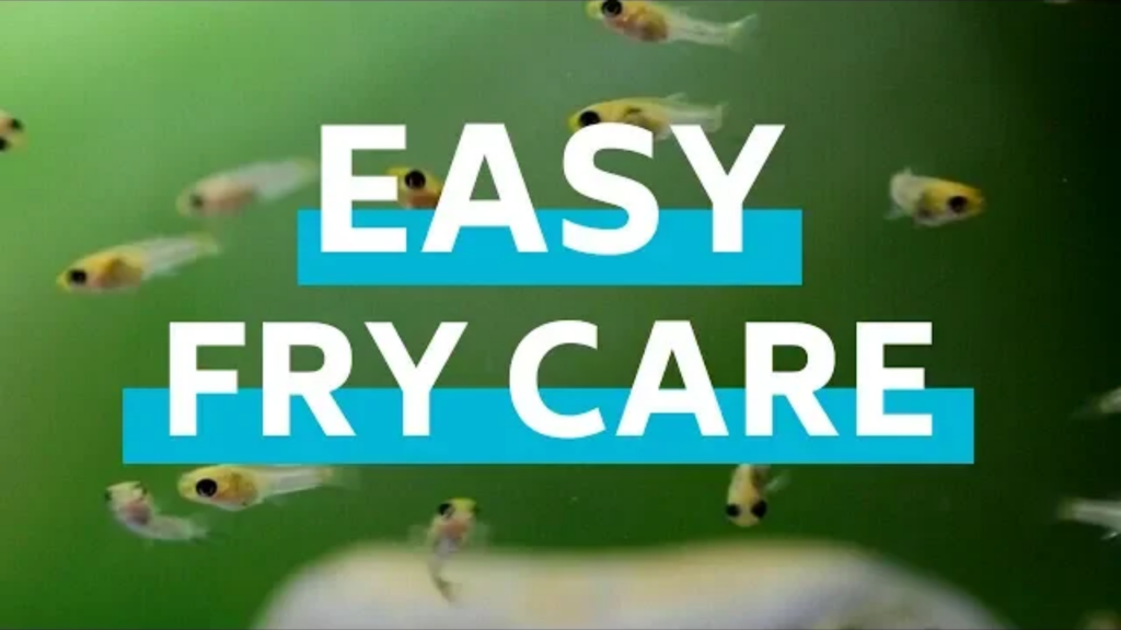 How to Grow and Feed Baby Fishes in an Aquarium?