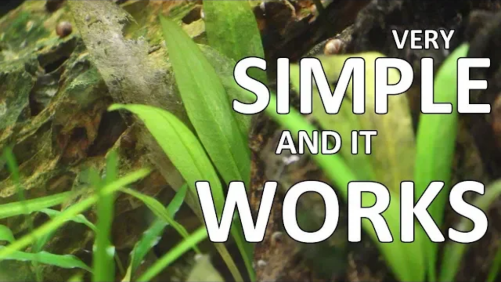 Amazon Sword: best freshwater aquarium plant?