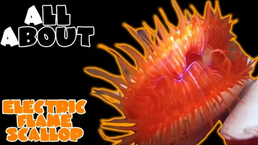 Electric Flame Scallop: Complete care guide