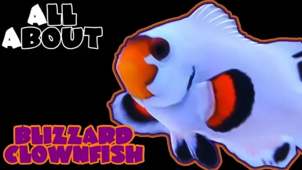 Blizzard Clownfish: all you need to know