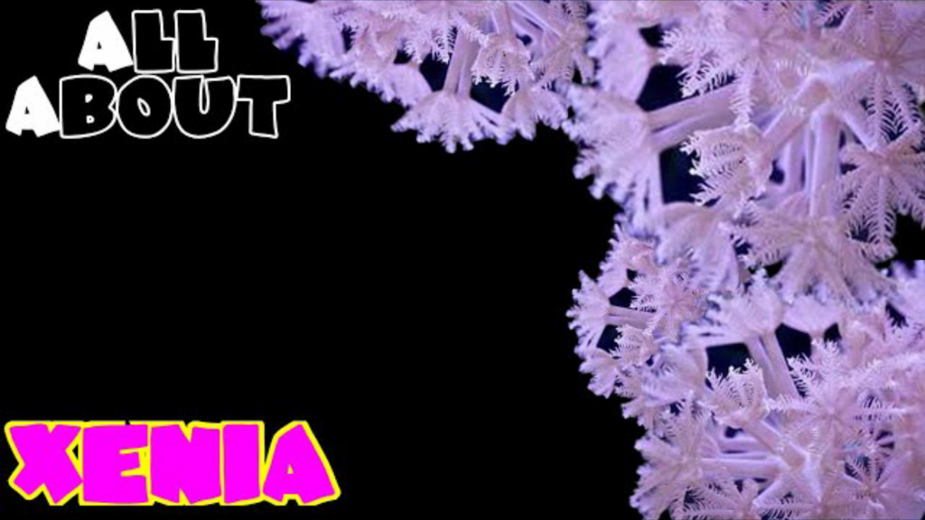 Xenia Coral: 8 thing you must know (A complete care guide)