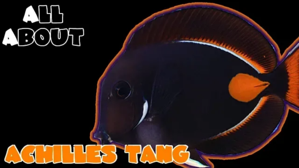 Achilles Tang/Surgeonfish: a complete care guide