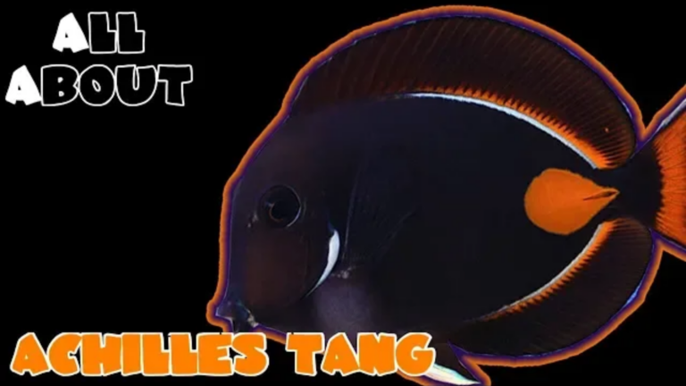 Achilles Tang/Surgeonfish: a complete care guide