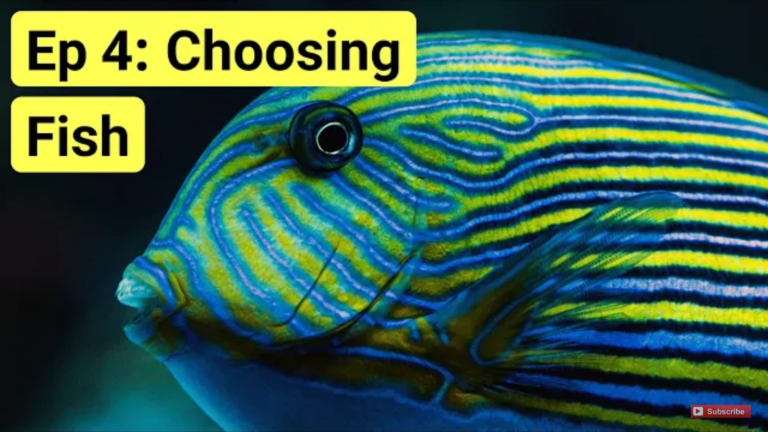 A guide to choosing and acclimating your first fish
