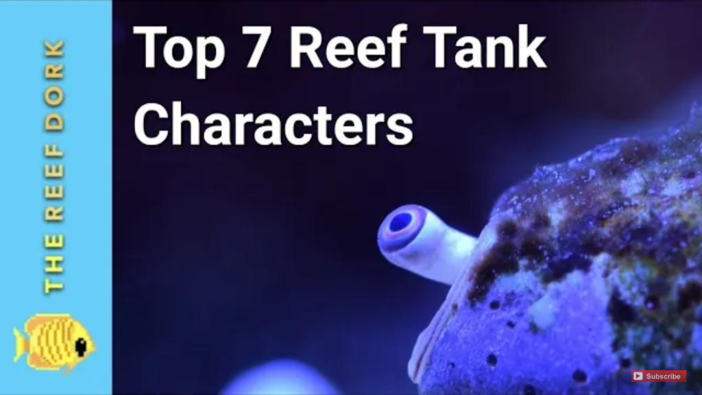 Top 7 Saltwater Fishes With Personality