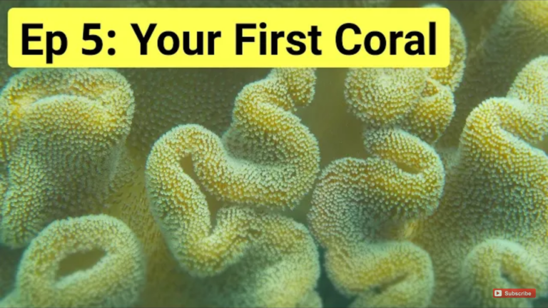 Choosing your first coral: A complete guide