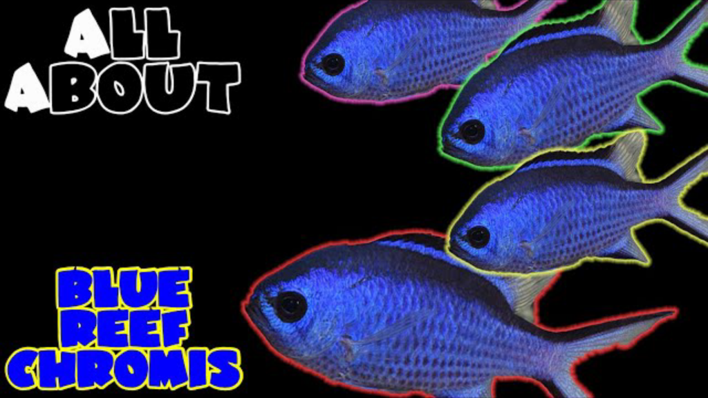 The Blue Reef Chromis/ Blue Reef Damsels: Complete Care Guide