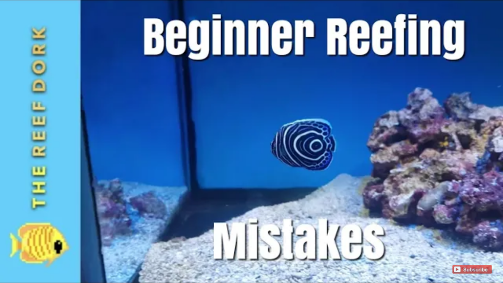 Top 5 Beginner Mistakes: Reef Keeping