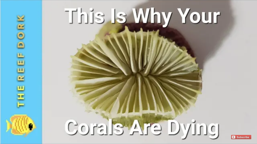 Top 5 reason: Why your corals keep dying