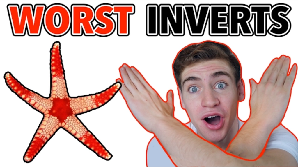 To 5 Worst Inverts Beginners Should Avoid