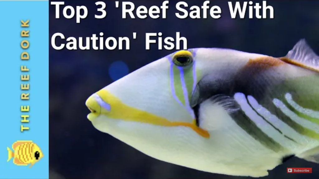Top 3 ‘Reef Safe With Caution Fish’: Reef Keeping