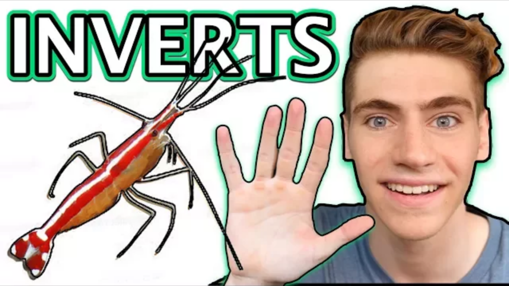 Top 5 invertebrates perfect for beginners!