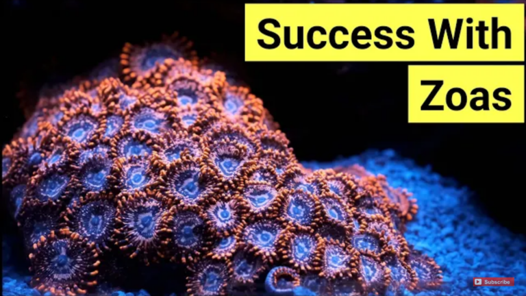 Zoas: How to give the best care to your Zoas