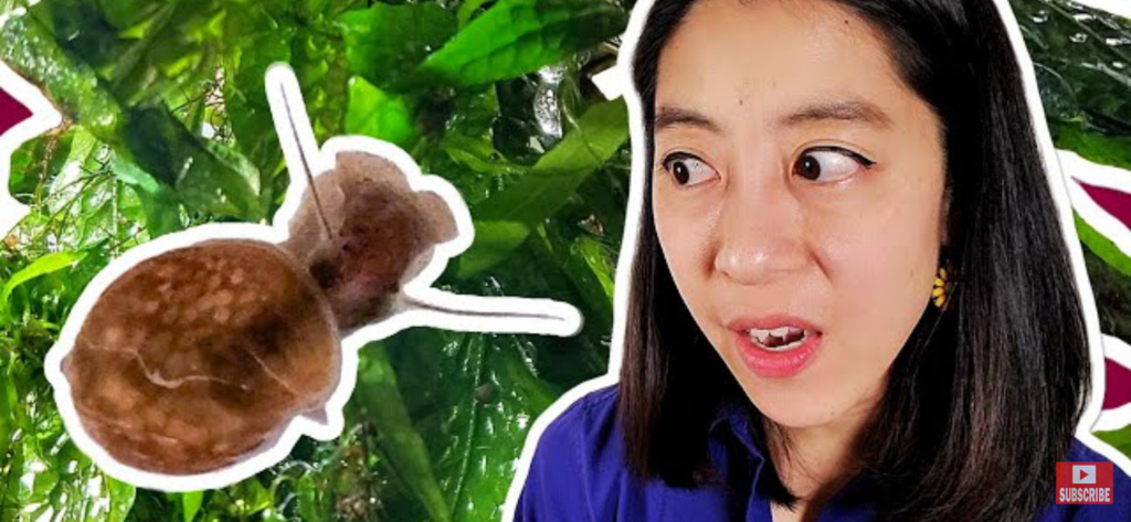 Best Alum Plant Dip Against Pest Snails