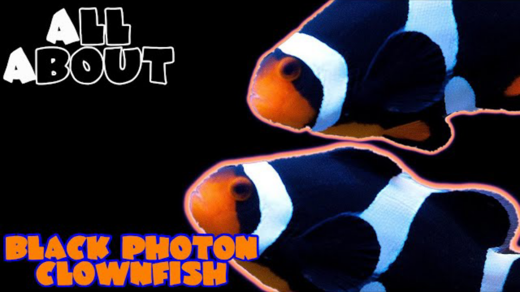 Black Photon Clownfish: A complete care guide