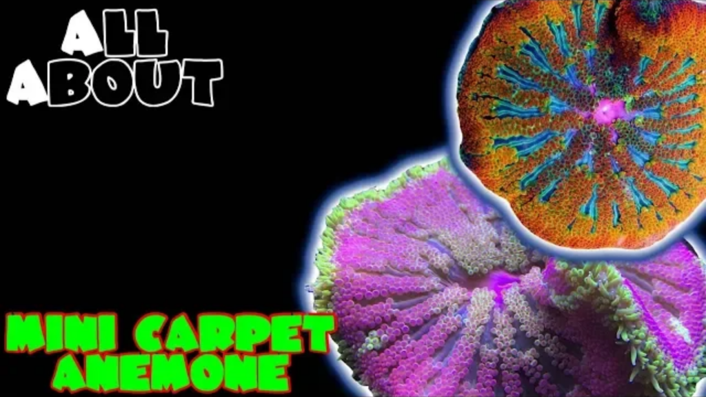 Mini Carpet Anemone: Complete Care Guide