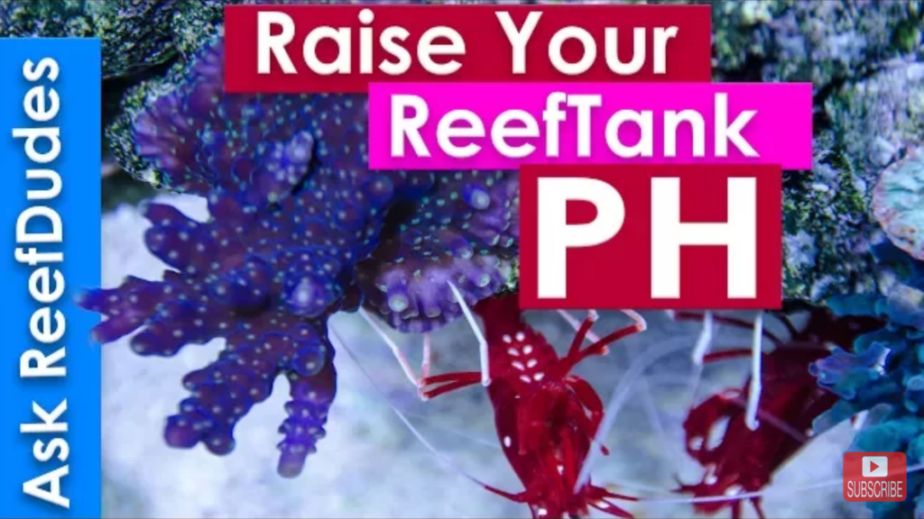 How to Rise Your Reef Tank’s pH?